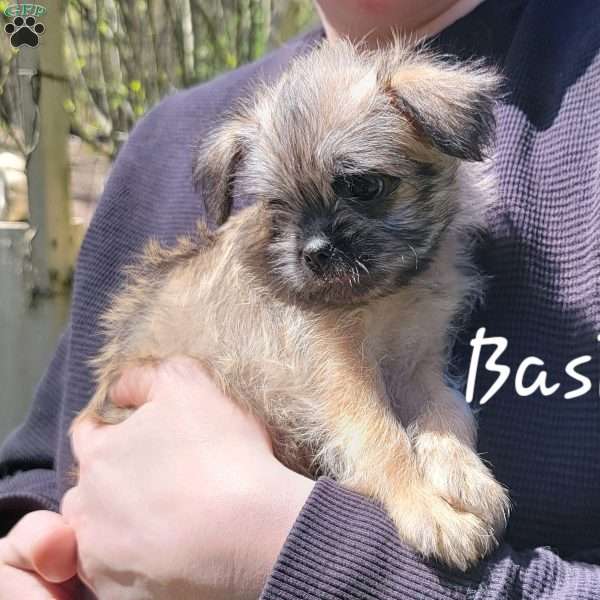 Basil, Brussels Griffon Puppy